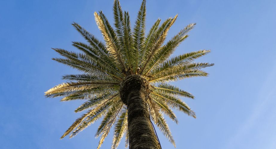 Palmbomen bij Cascais Palmbomen bij Cascais